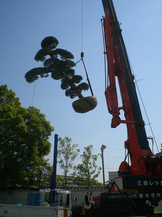 大型樹木　植栽