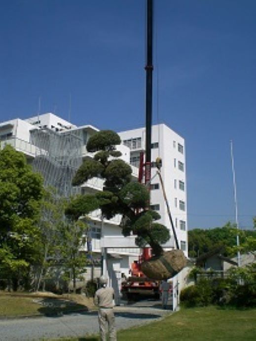 大型樹木　植栽