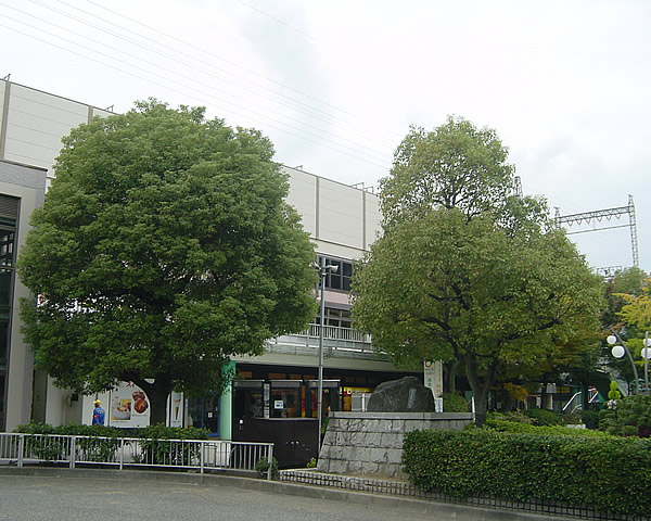 大型樹木（２）作業前